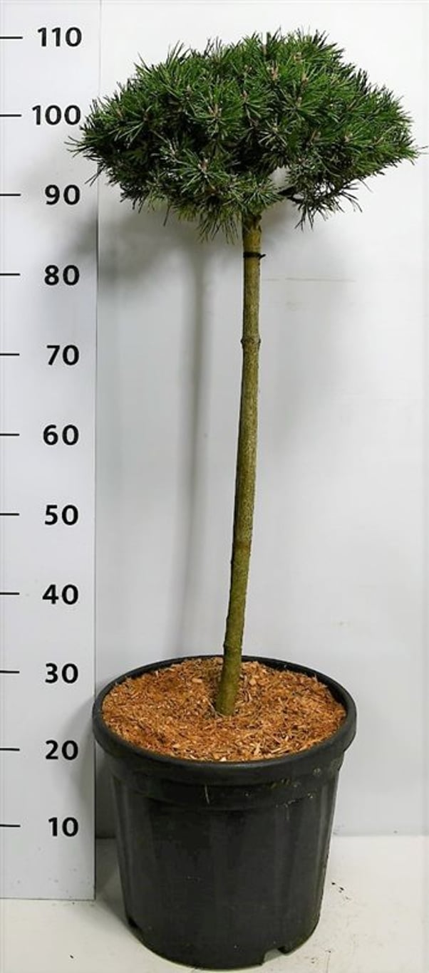 Pinus mugo 'Austreim' - 60 CM Stem C25